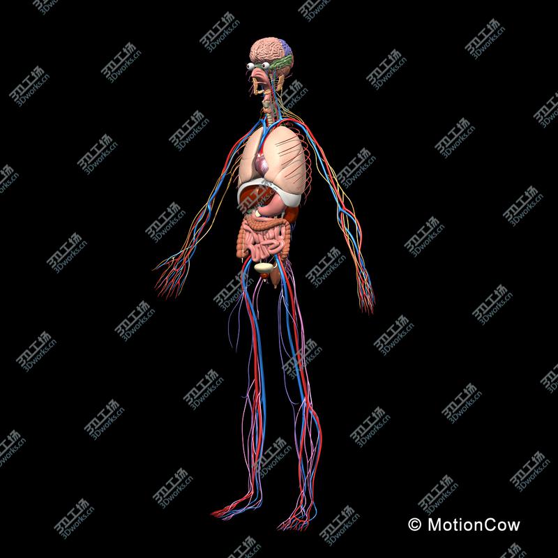 images/goods_img/20210113/Skeleton, Anatomy & Nervous System/3.jpg